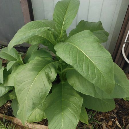 Silk Leaf, Tobacco Seed - Packet image number null